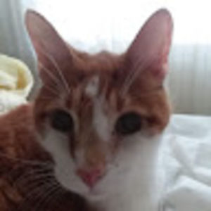 Meet your Posher, George